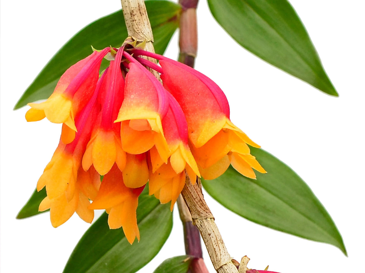Dendrobium lawesii red yellow x sib — Ecuagenera USA Corp