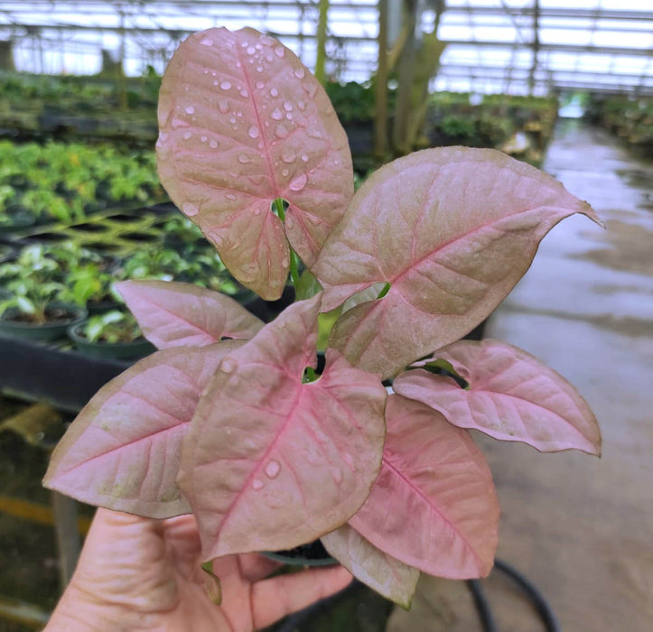 Syngonium podophyllum 'Neon Robusta'