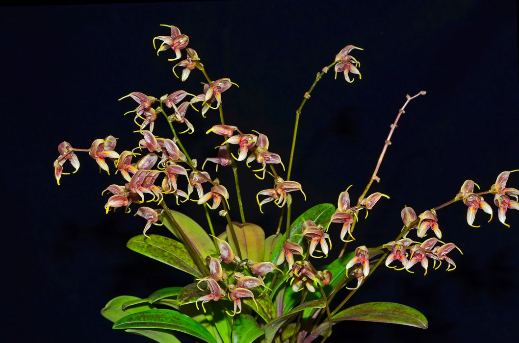 Masdevallia pachyura f. leptoura