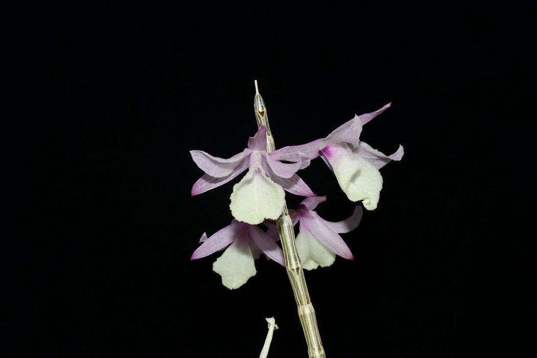 Dendrobium aphyllum