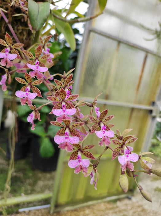 Epidendrum stamfordianum