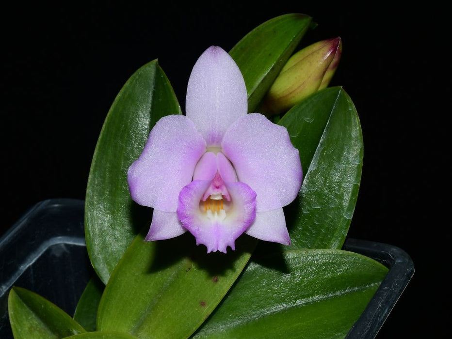 Laelia alaorii