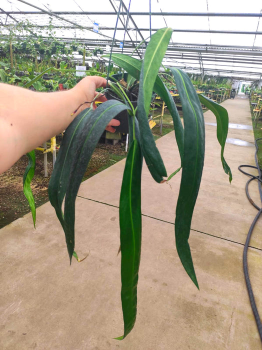 Anthurium friedrichsthalii