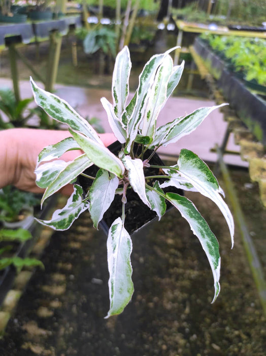 Syngonium 'Starlite' seedling