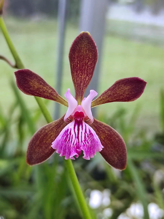 Encyclia phoenicea 'Ecuagenera'