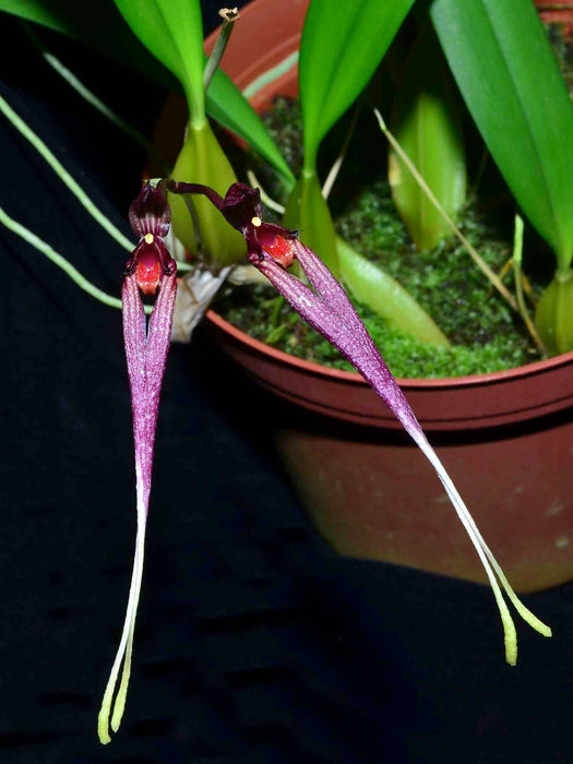 Bulbophyllum biflorum