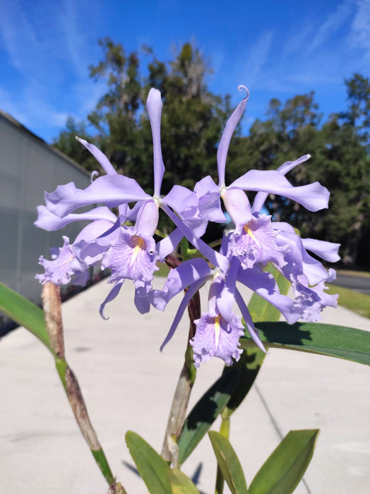 Cattleya maxima coerulea 'Ingrid' x coerulea 'Angelo'