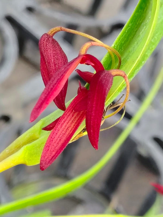 Pleurothallis tragulosa