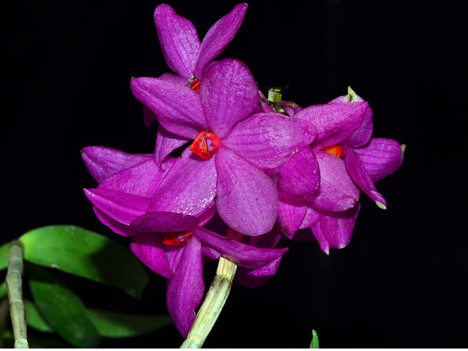 Dendrobium glomeratum