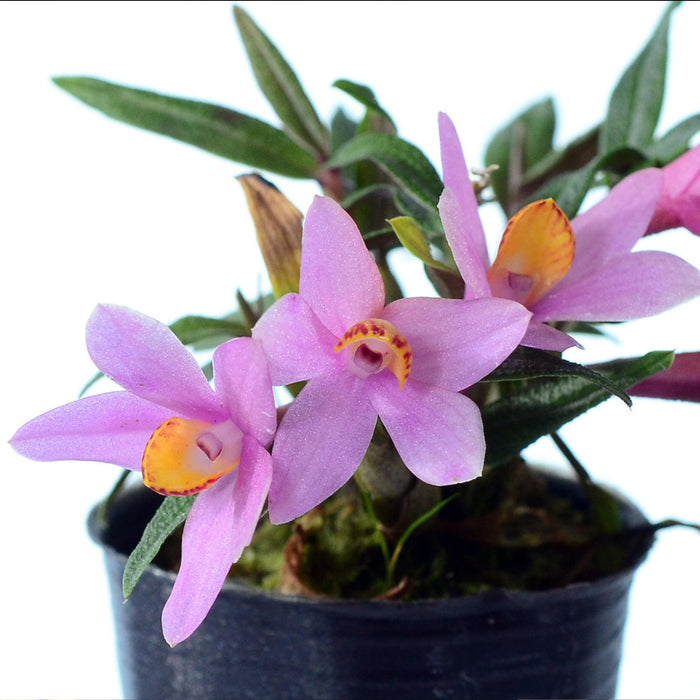 Dendrobium Misty Magic Pink