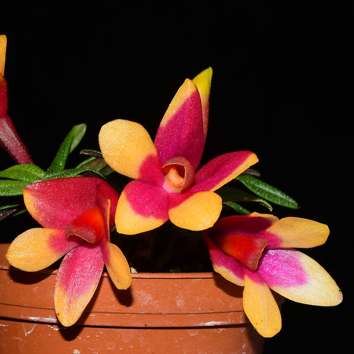 Dendrobium Swiss Mountain Palace rojo xanthinum