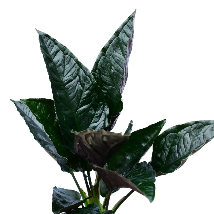 Chlorospatha Napo
