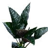 Chlorospatha Napo