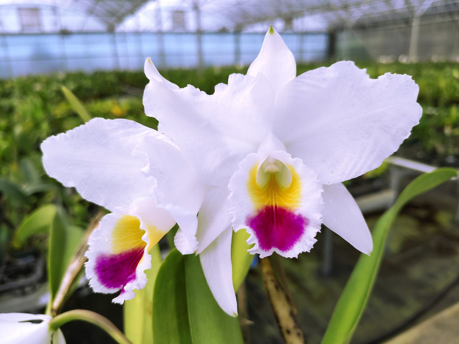 Cattleya quadricolor Ecua 0570
