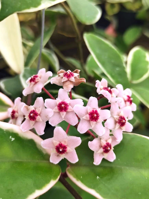 Hoya carnosa 'Krimson Queen'