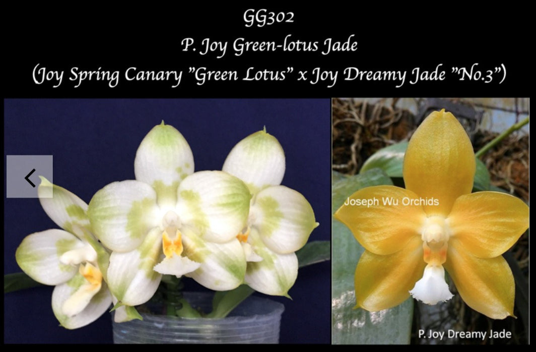 Phalaenopsis Joy Green Lotus 'Jade' seedling