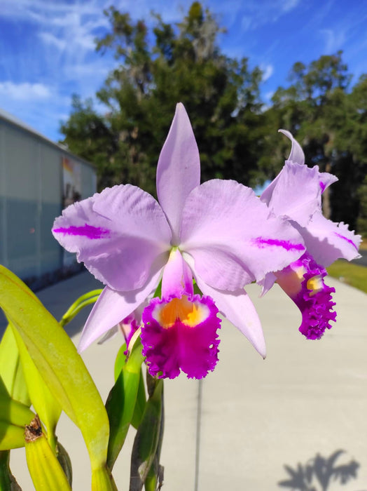 Cattleya trianae splash Real x splash