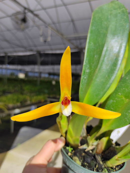 Maxillaria callichroma