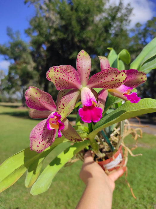 Cattleya Pablo Beltran