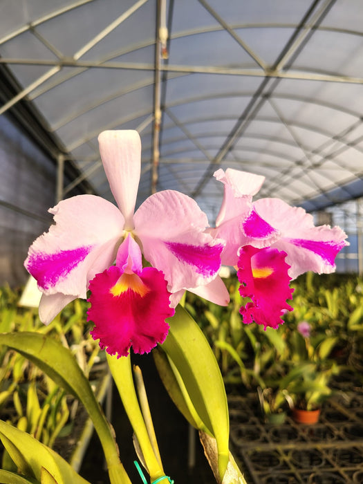 Cattleya trianae splash