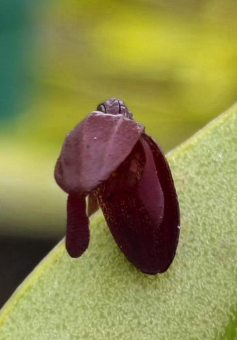 Pleurothallis solium