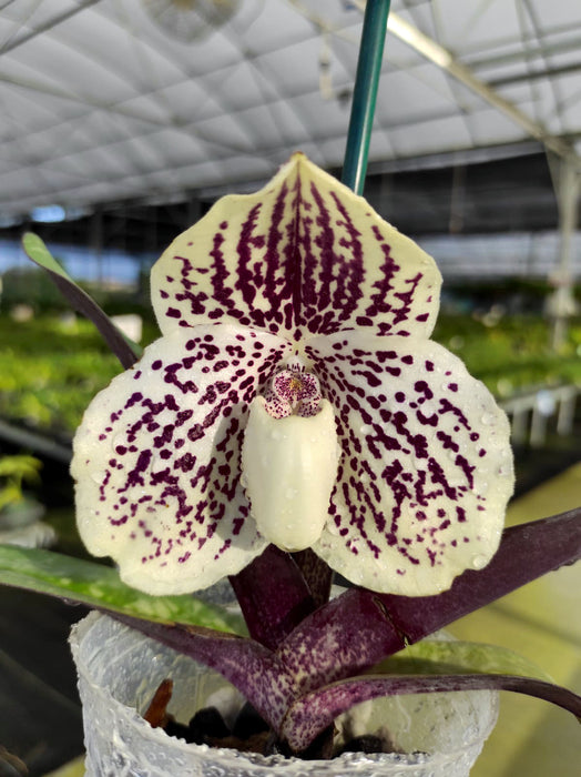 Paphiopedilum godefroyae leucochilum