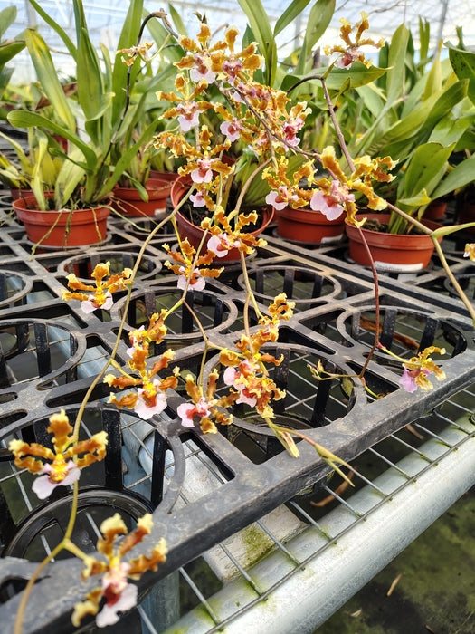 Oncidium maduroi