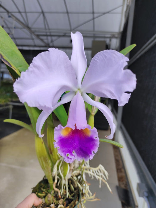 Cattleya trianae var coerulea 'Marina' x 'Cielo Azul'