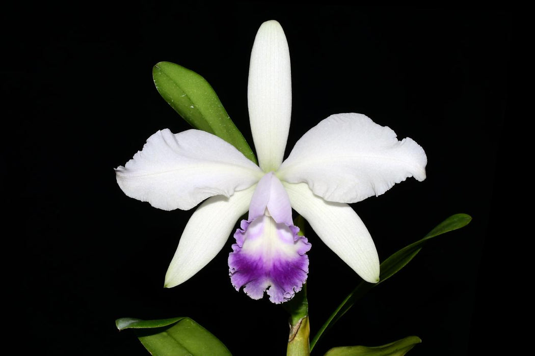 Cattleya Enchantress (1914) f. coerulea