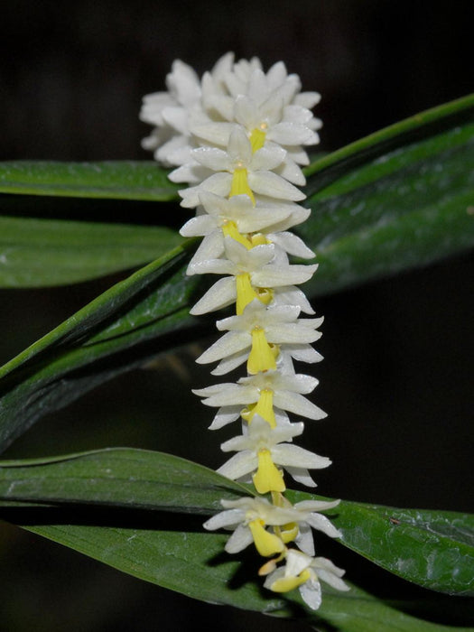 Dendrochilum cobbianum