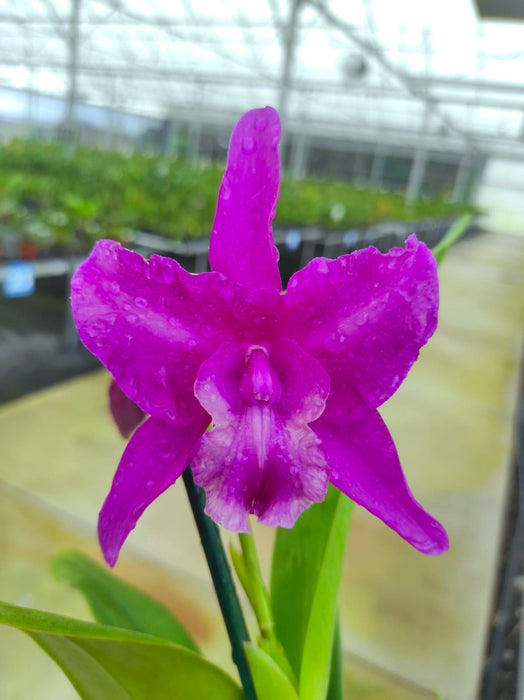 Laeliocattleya Maria