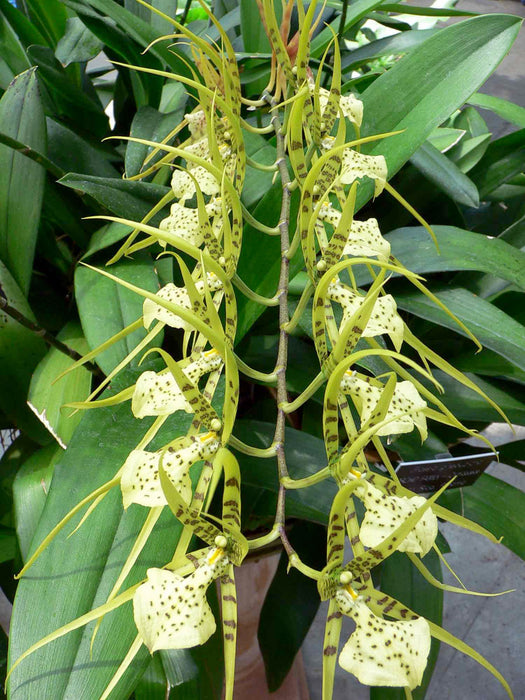 Brassia gireoudiana