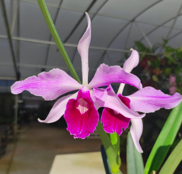 Laelia purpurata var. gilbert x purpurata var. atropurpurea 'Ecuagenera'