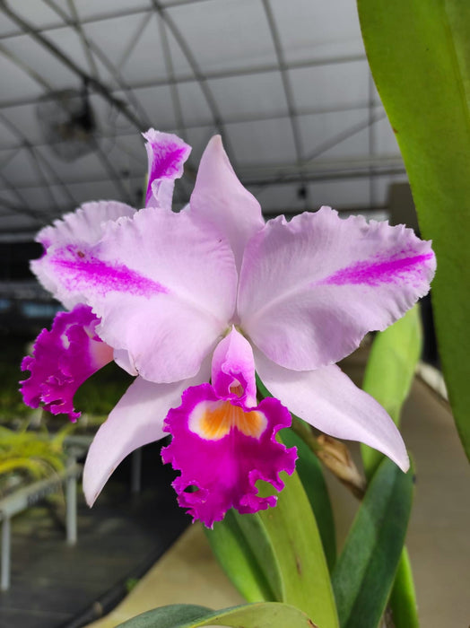 Cattleya trianae splash Real x splash