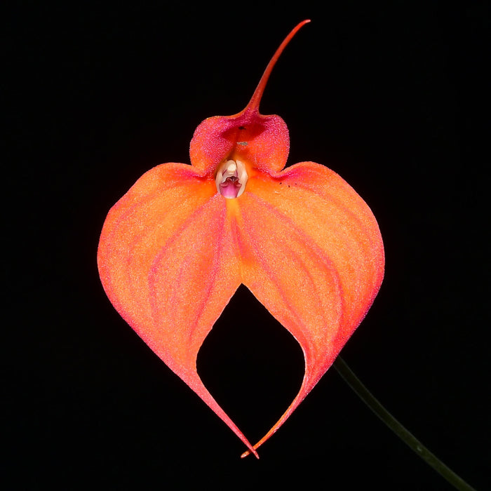 Masdevallia Madona