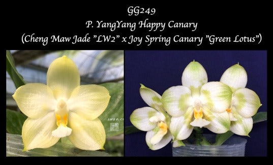 Phalaenopsis Yang Yang Happy Canary