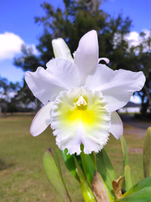 Rhyncholaeliocattleya Grace Carmen Tolentino