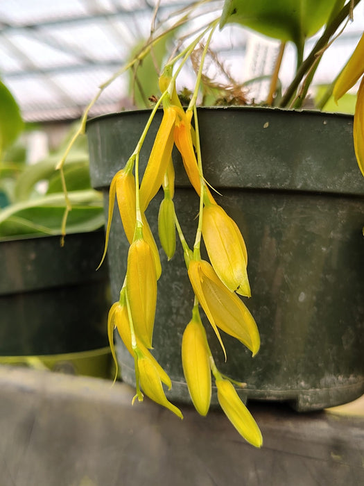 Pleurothallis thysana