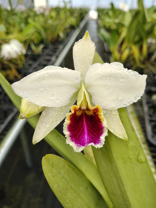 Cattleya percivaliana f. semialba