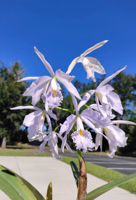 Cattleya maxima coerulea 'Gigi' x 'Angelo'