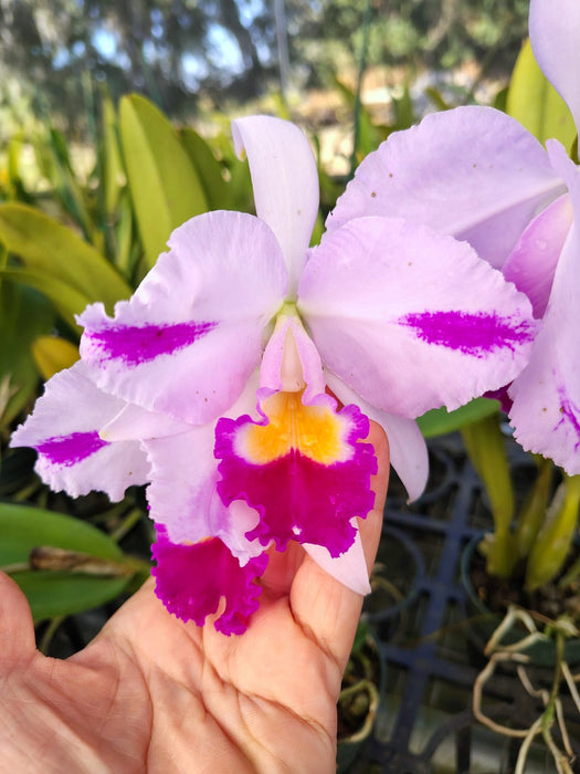 Cattleya trianae splash Real 'Ecua 0195' x trianae splash '#150'