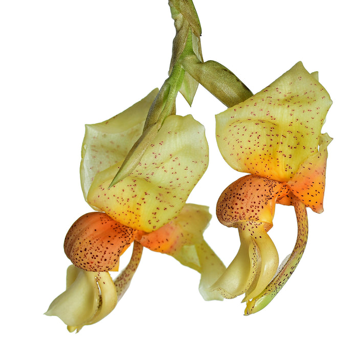 Stanhopea saccata