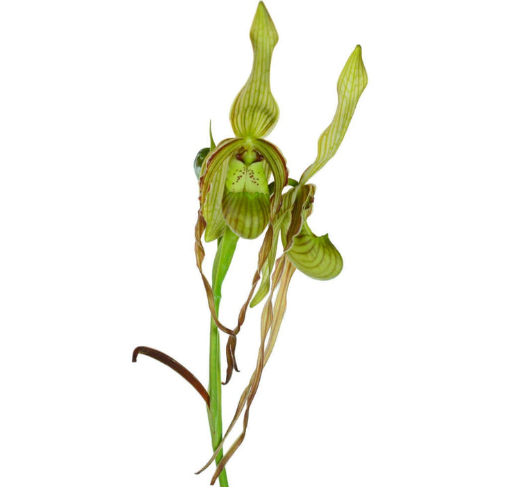 Phragmipedium Wossner Twist