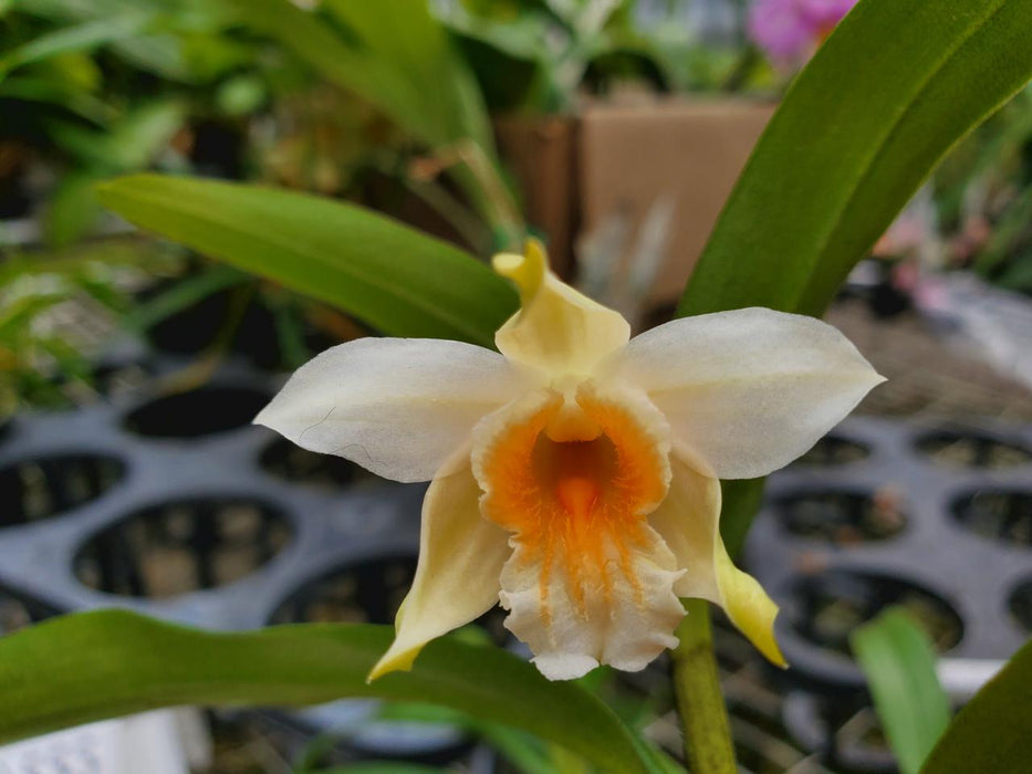 Dendrobium cariniferum