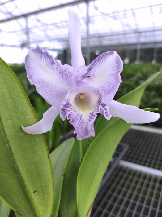 Cattleya Nikolita Portilla