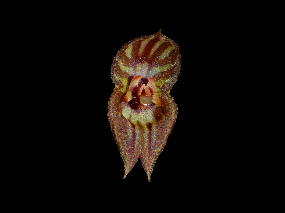 Lepanthes mulleriana