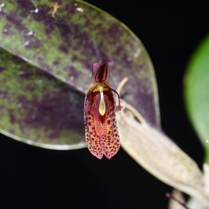 Restrepia howei