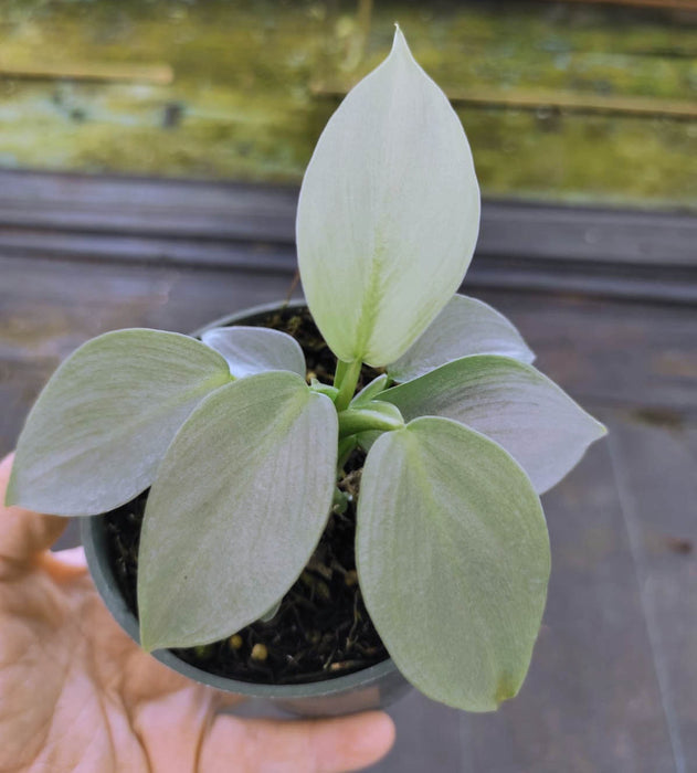 Philodendron hastatum Silver Sword