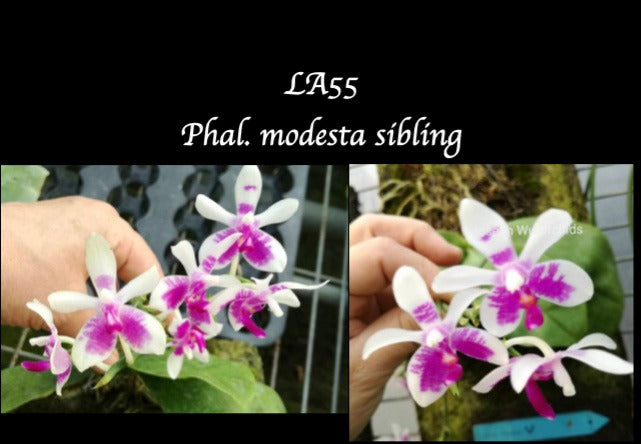Phalaenopsis modesta 'LA55'
