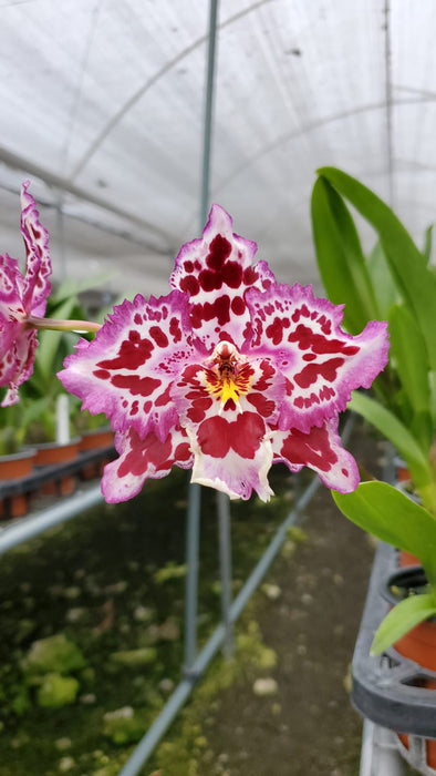 Odontoglossum (Crystal Palace x Mem. Ken Girard)